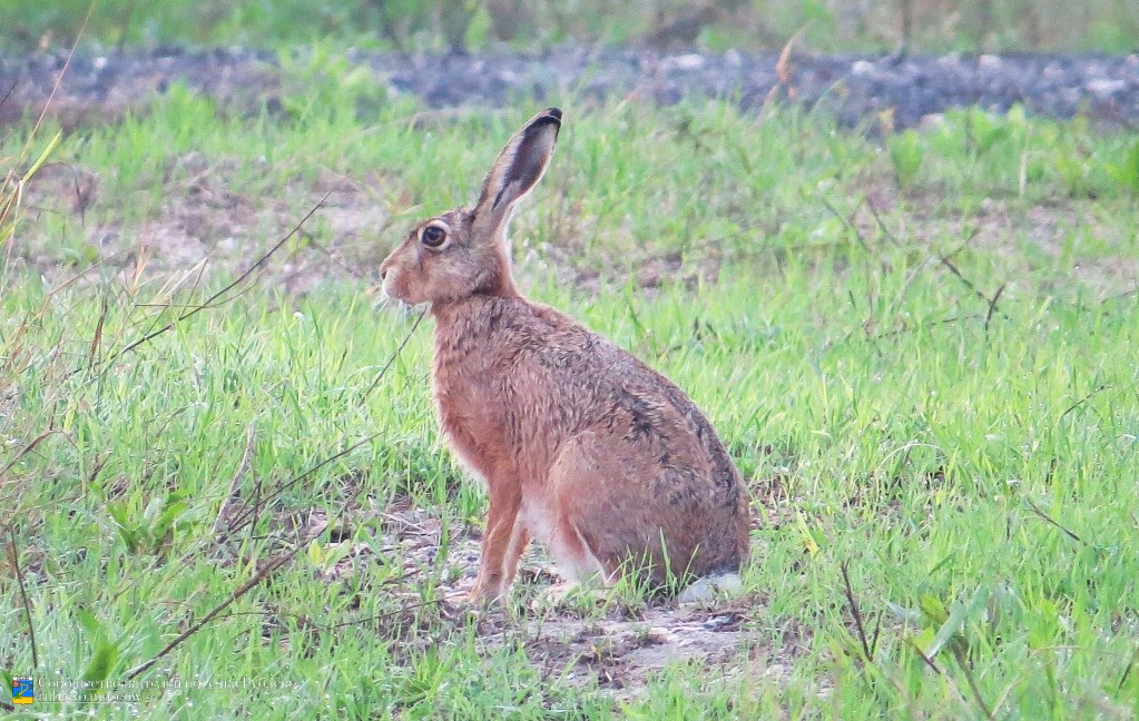 Краснокнижные животные в нашем посёлке 4