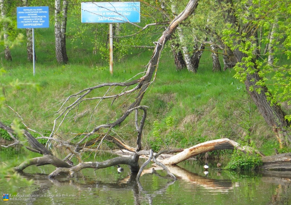 Краснокнижные животные в нашем посёлке 6