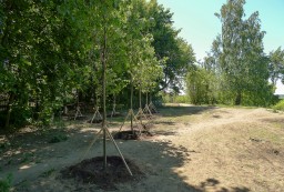 Высажены деревья возле парка