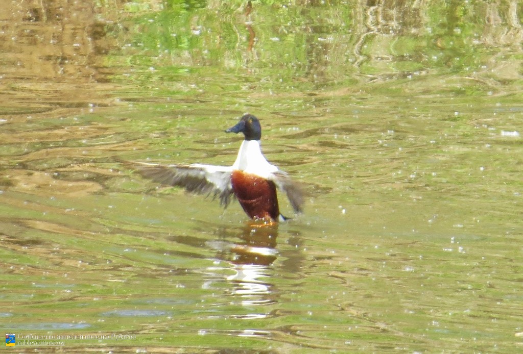 Краснокнижные животные в нашем посёлке 5