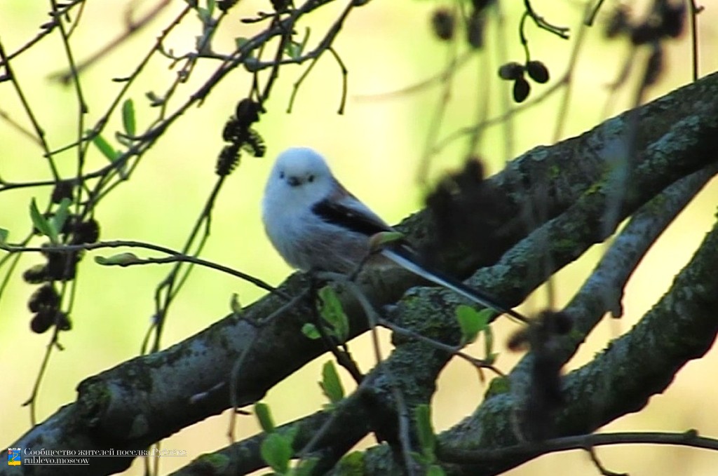 Краснокнижные животные в нашем посёлке 0