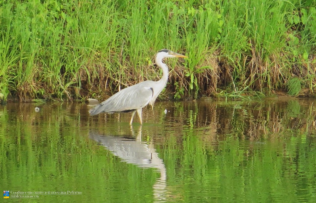 Краснокнижные животные в нашем посёлке